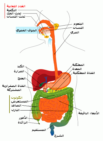 رسمة الجهاز الهضمي
